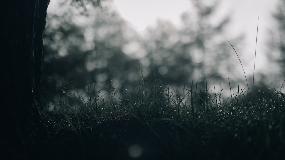 green grass field during daytime