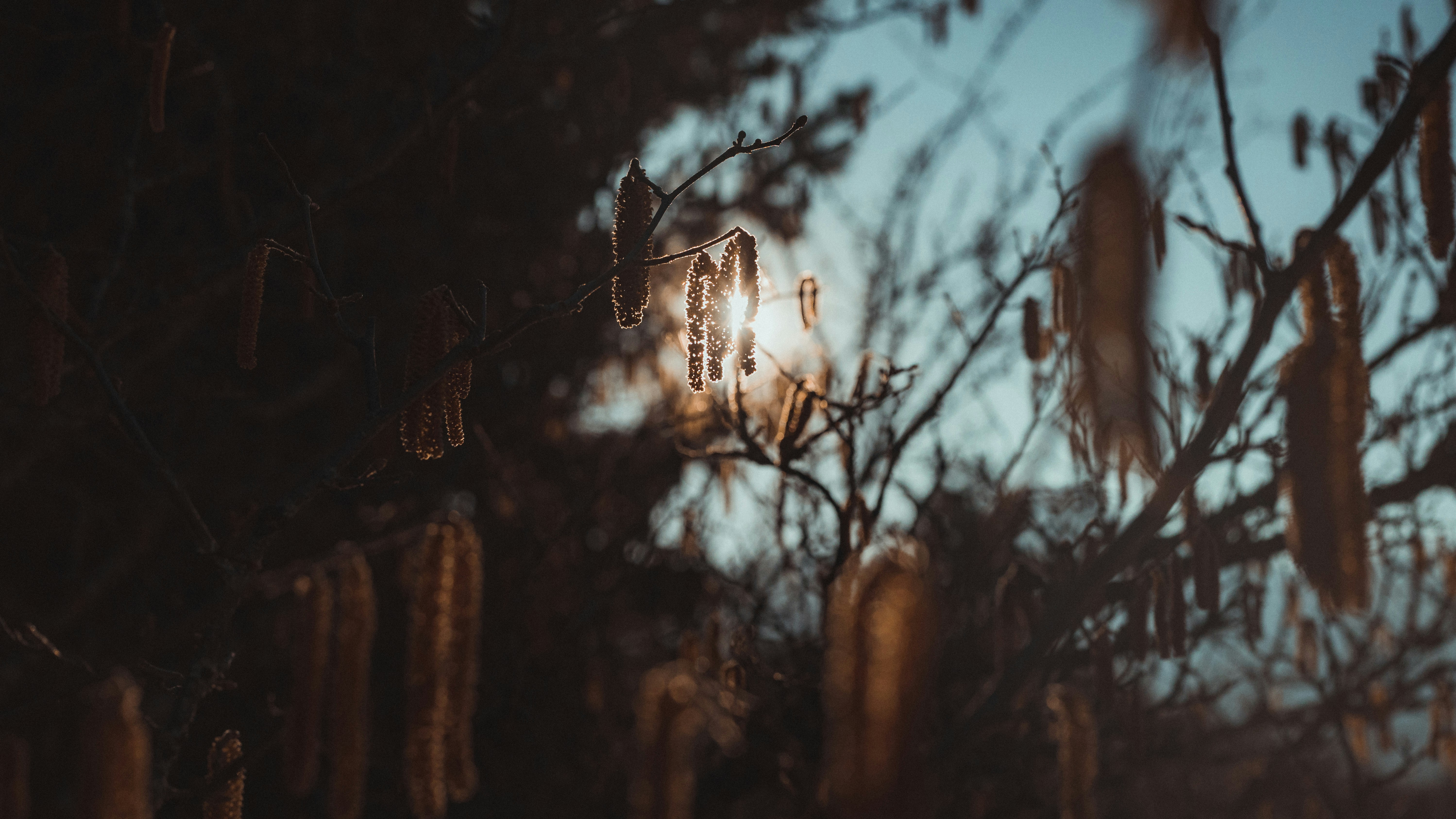 木の上を飛ぶ白いフクロウ