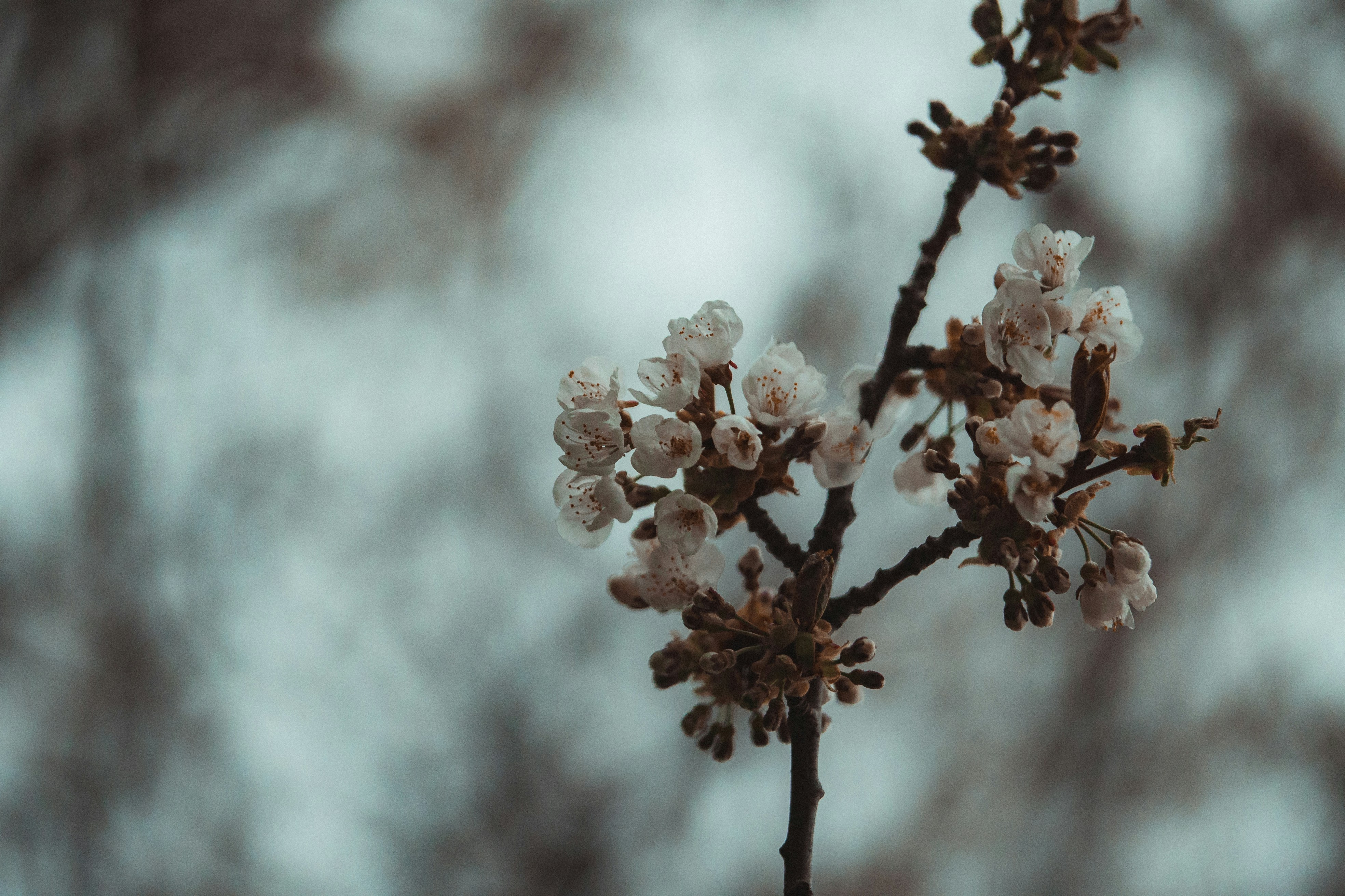 チルトシフトレンズのピンクの花