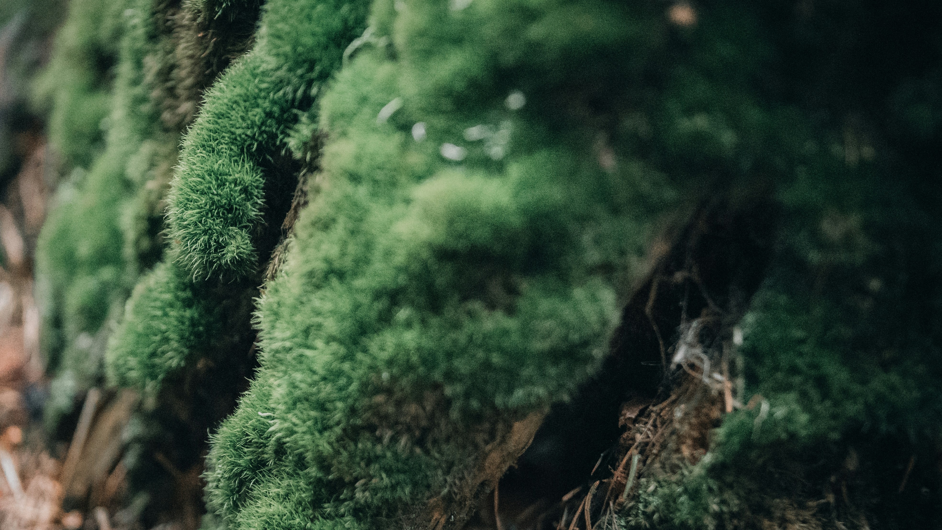 茶色の木の幹に緑の苔