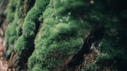 green moss on brown tree trunk in Le Dévoluy France