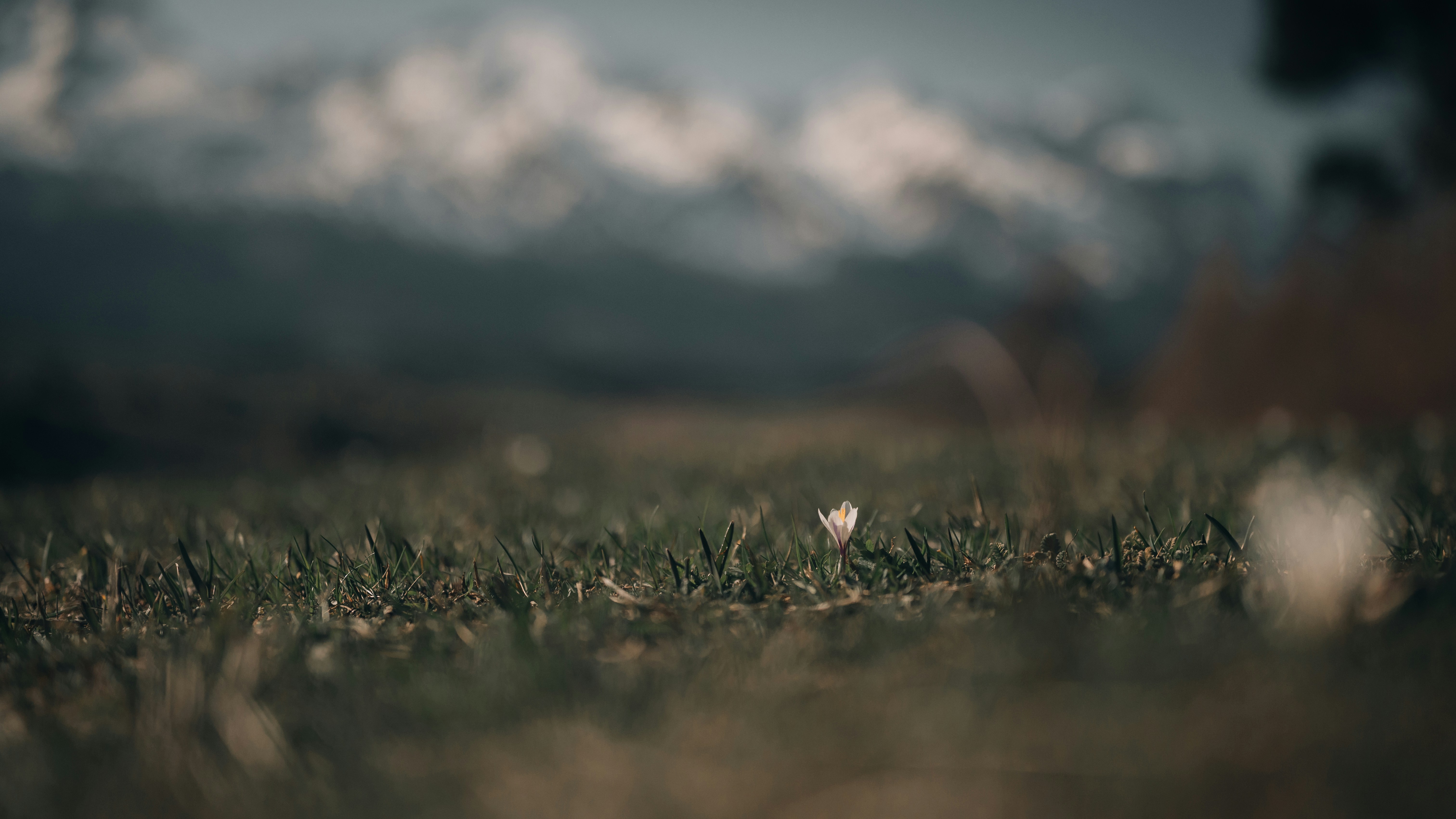 昼間は白い雲と青い空の下に緑の芝生
