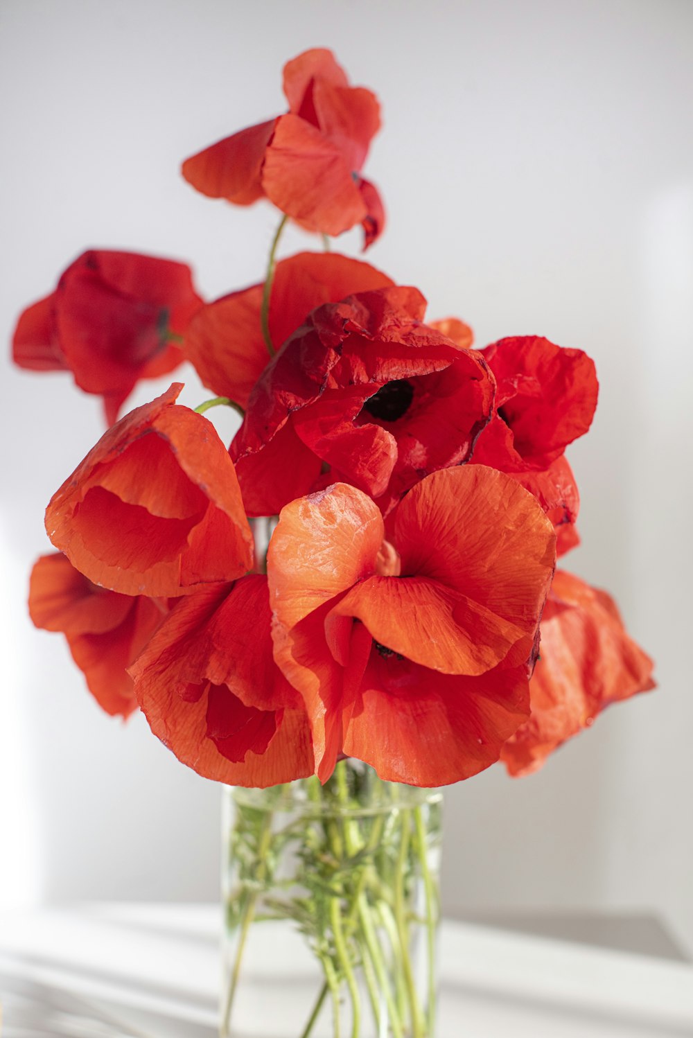 red flower in close up photography