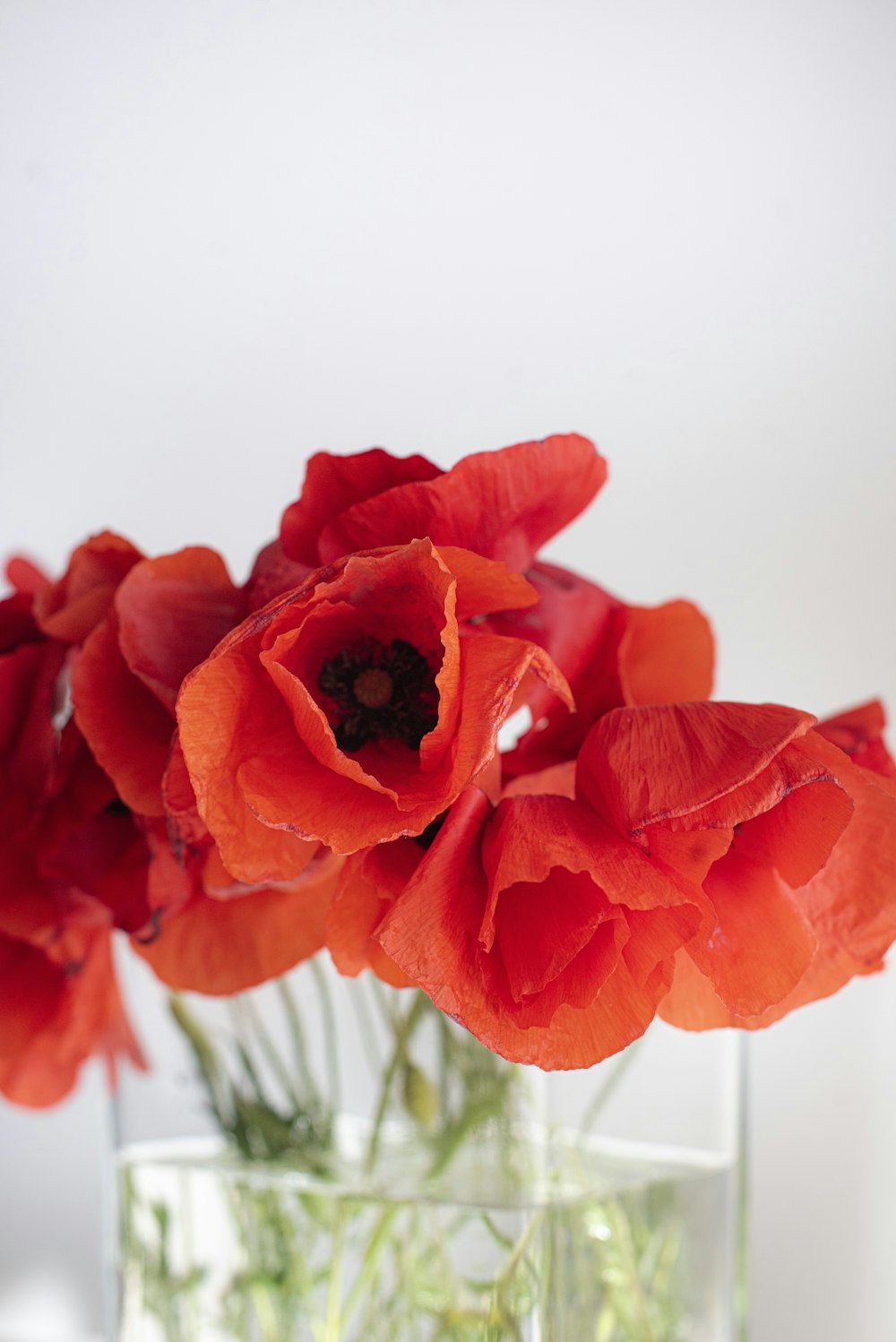 red flower in close up photography