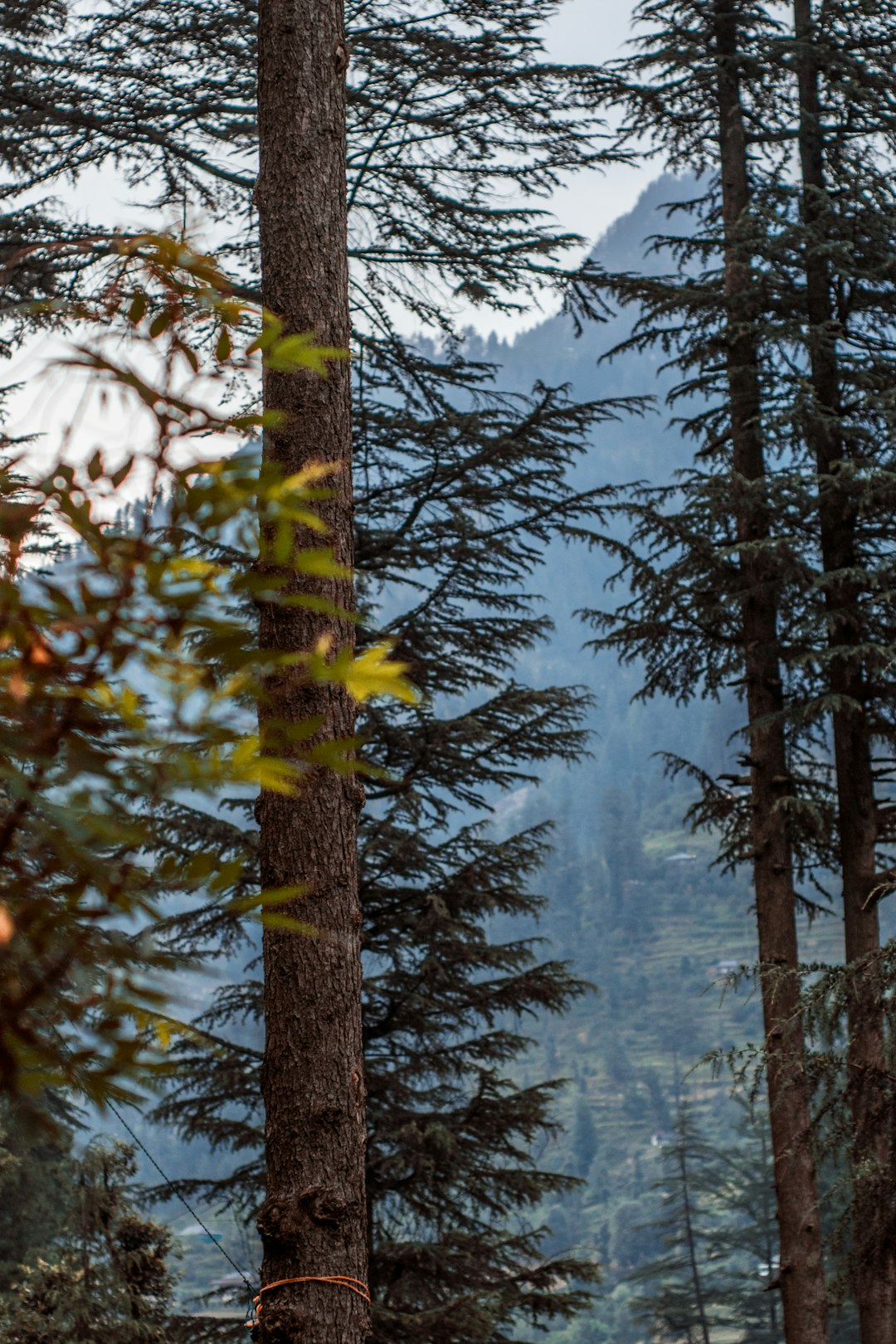 travelers stories about Spruce-fir forest in Himachal Pradesh, India
