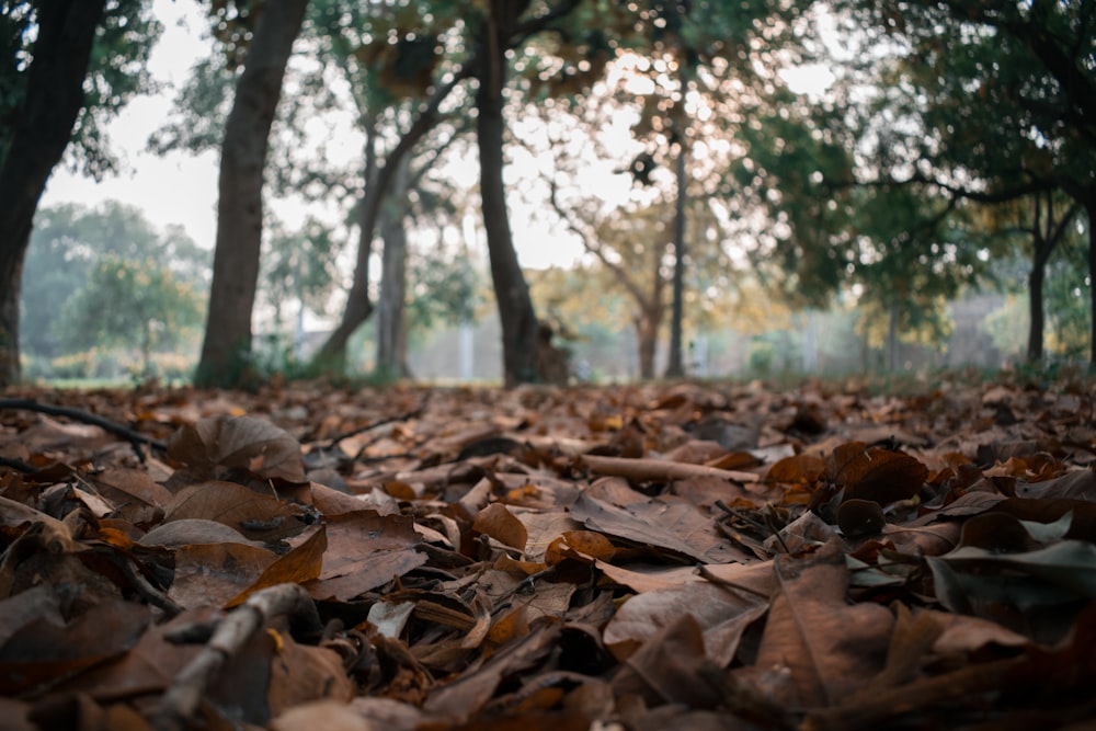 brown leaves on ground during daytime