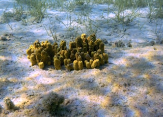 green cactus plant on white sand