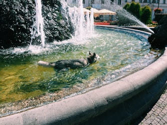 Create an Engaging Website for Your Pup Fountain Brand