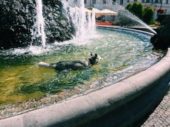 A dog is swimming in a circular stone fountain with water streaming down from a central rock structure. The clear pool reveals a mix of blue and green hues. In the background, colorful flowers and a stone building are visible, enhancing the outdoor setting.