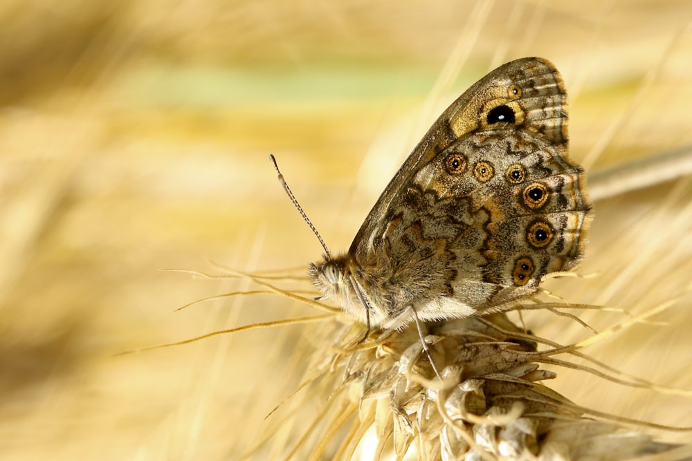 brown and white butterfly perched on brown plant