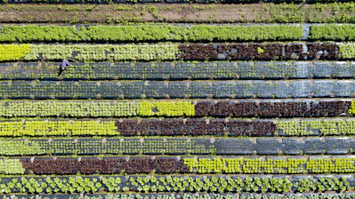 green and yellow flower field