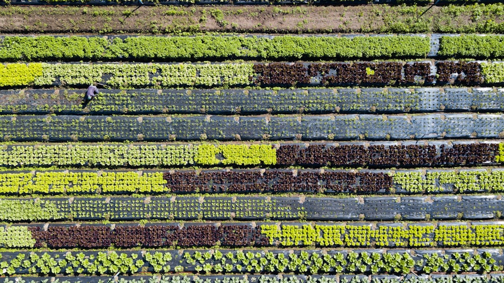 green and yellow flower field