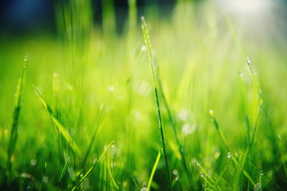 herbe verte avec des gouttelettes d’eau