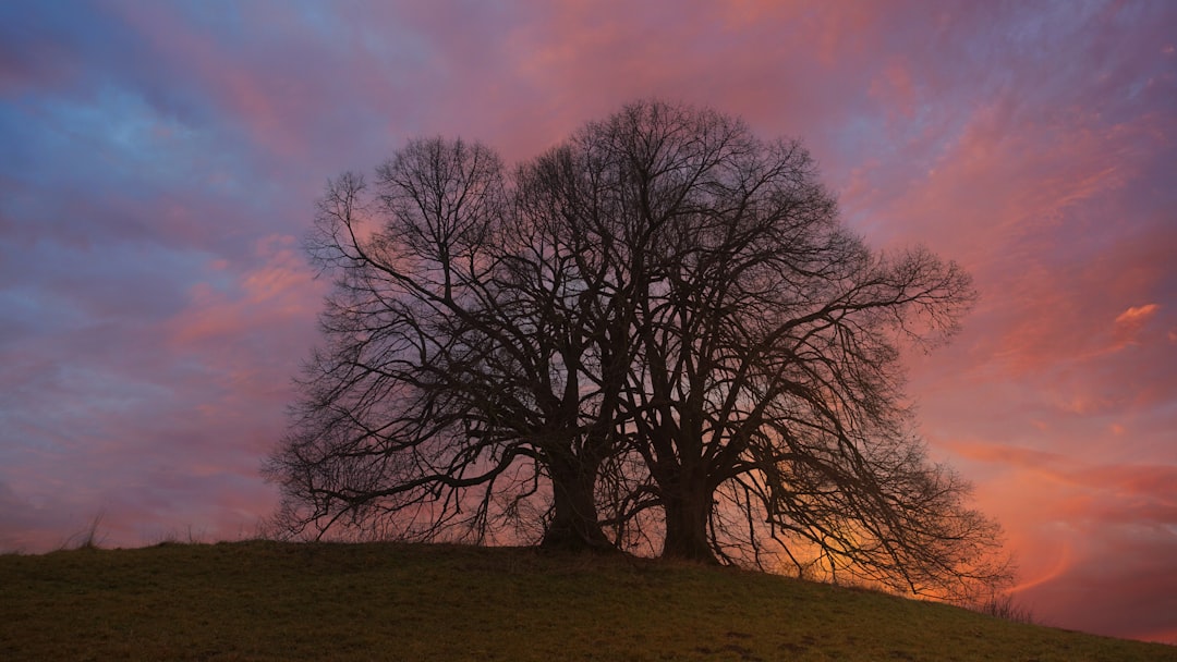 leafless tree on brown field during sunset