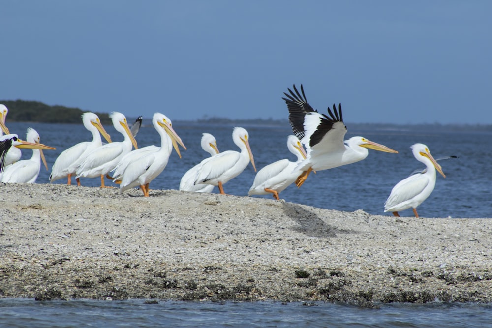 flock of pelicans on gray rock near body of water during daytime