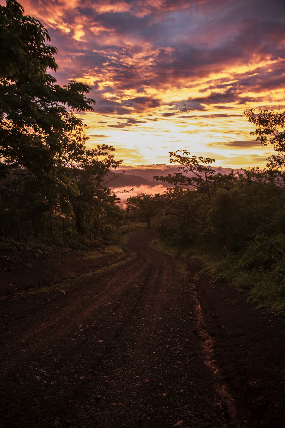 brown dirt road between trees during sunset