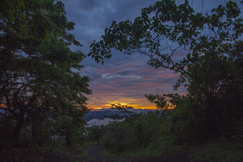 green trees under cloudy sky during sunset