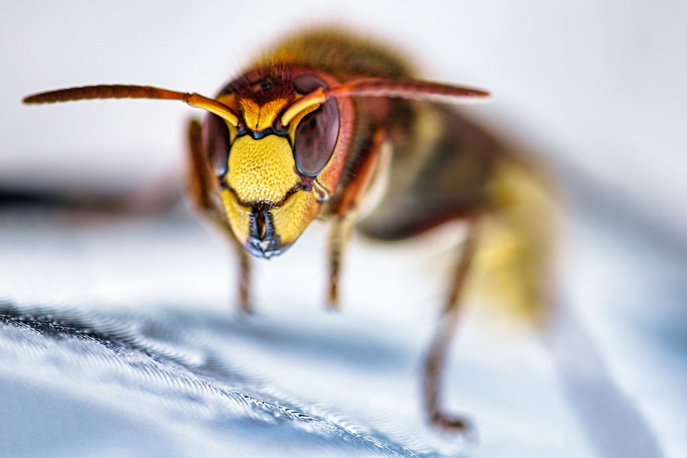 yellow and black bee on white textile