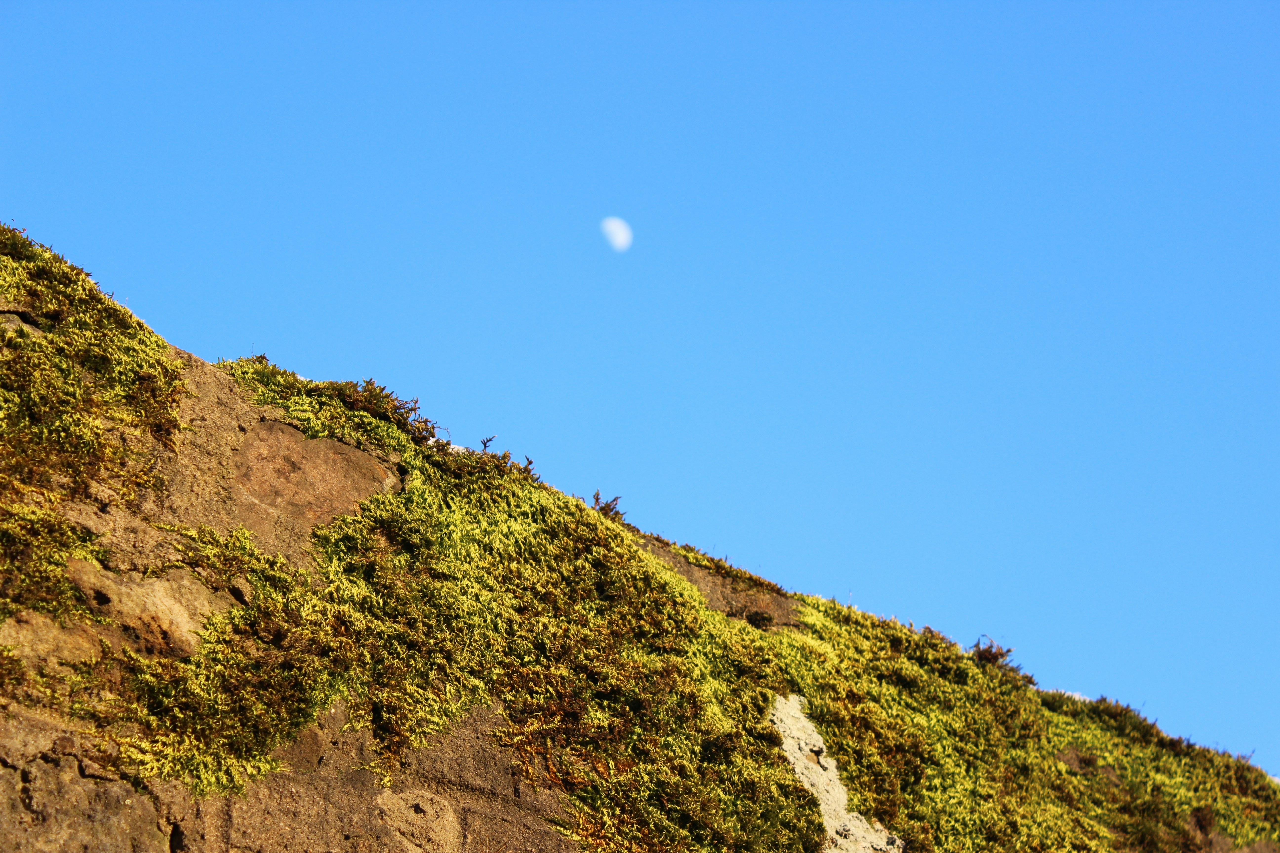 Photo by spongolatius