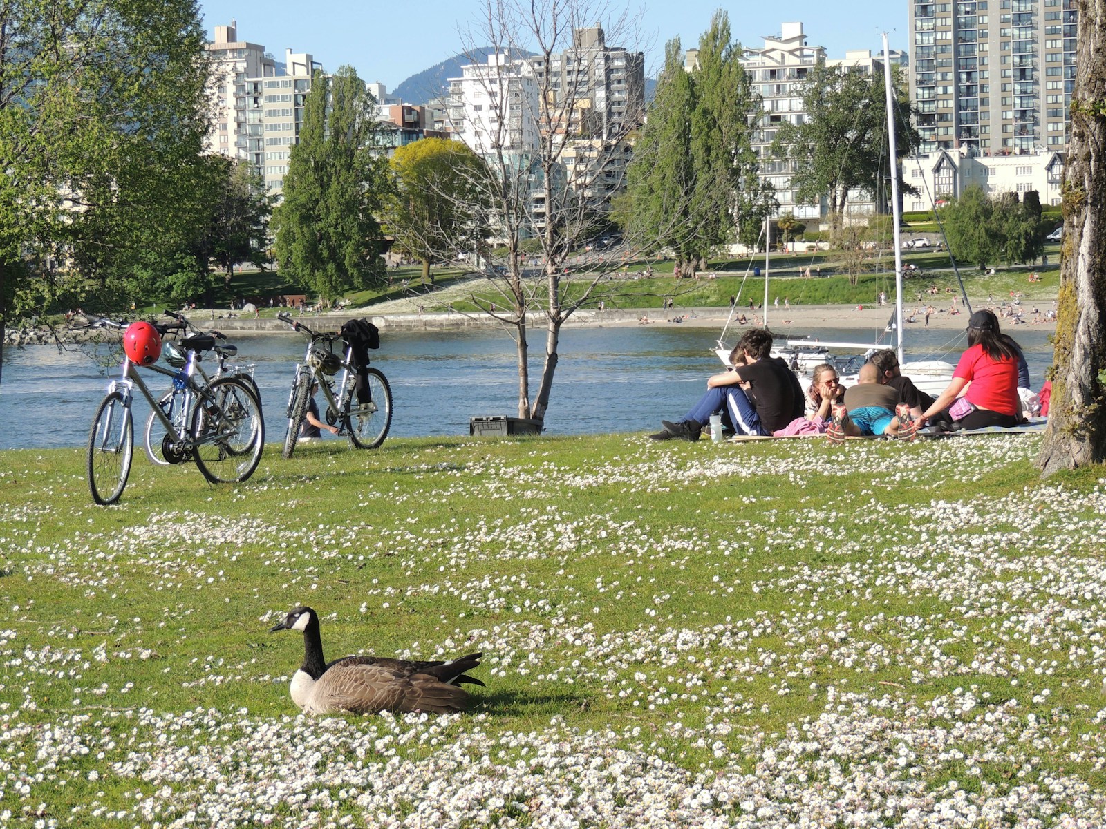 April in Vancouver Is More Than Cherry Blossoms—Here's What Smart Buyers Should Actually Notice