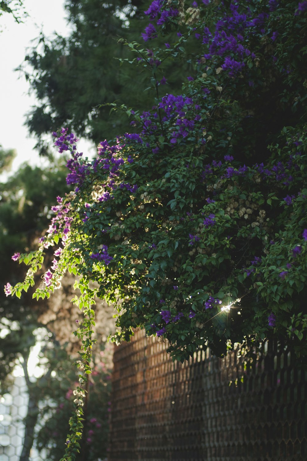 purple flower with green leaves