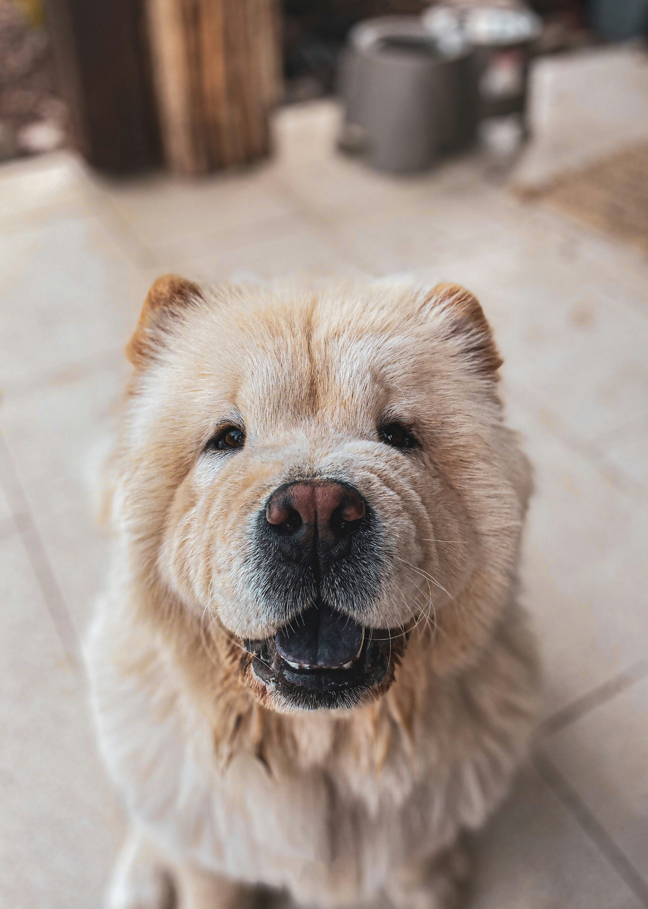 brown short coated dog on brown wooden floor: https://blog.tryfi.com/