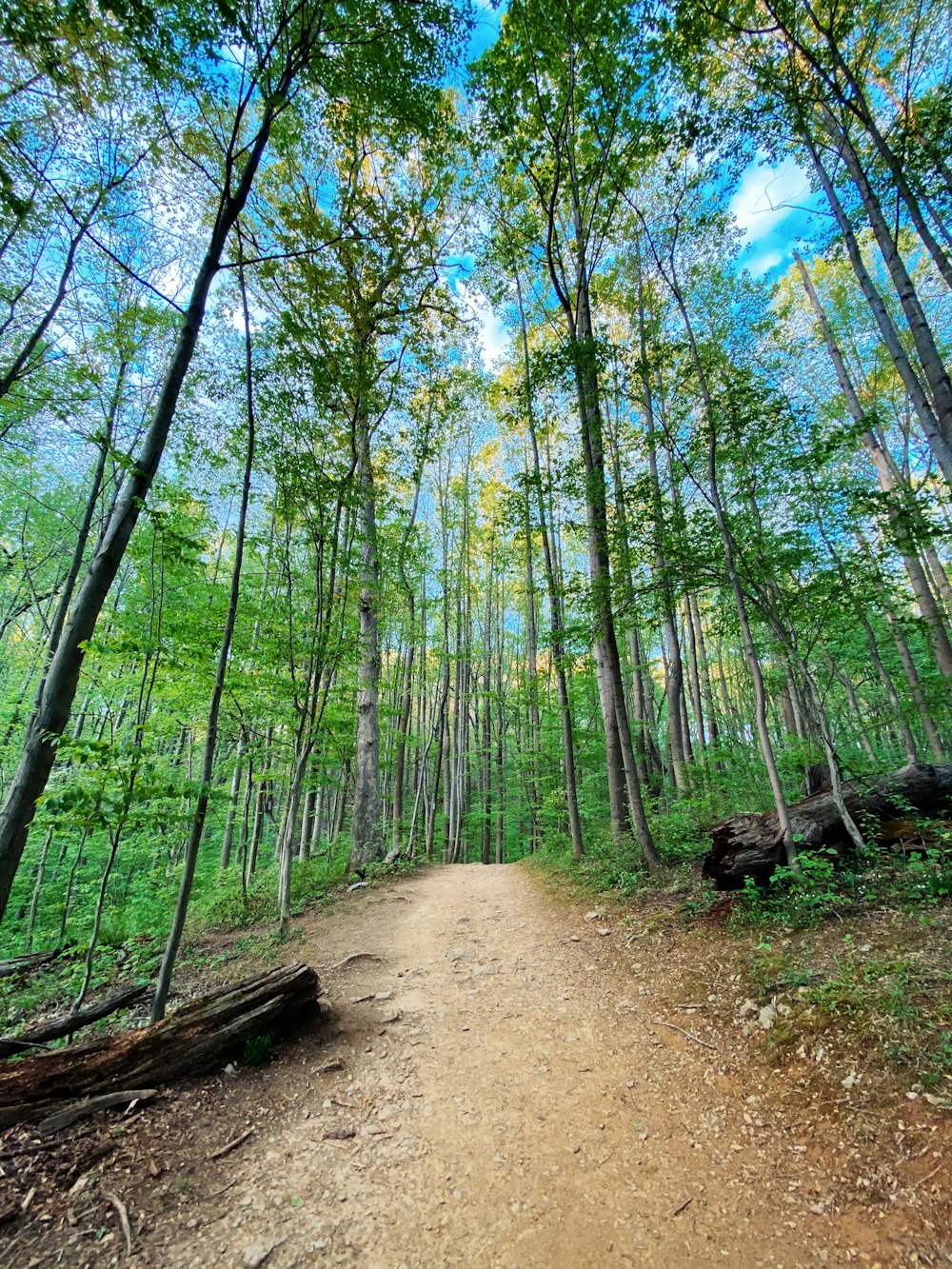 green trees on brown soil