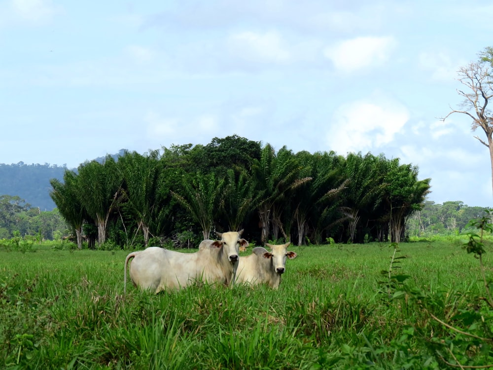昼間の緑の芝生に白い牛