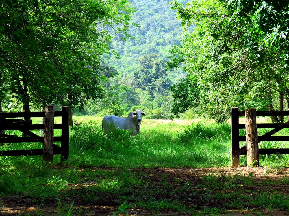 white sheep on green grass field during daytime