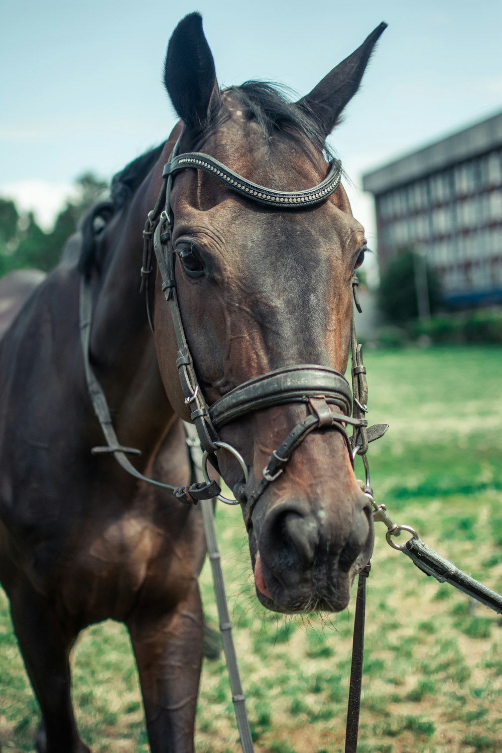 brown horse on green grass field during daytime