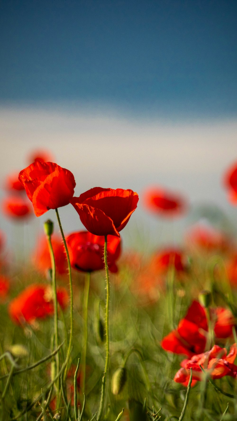 red flower in tilt shift lens