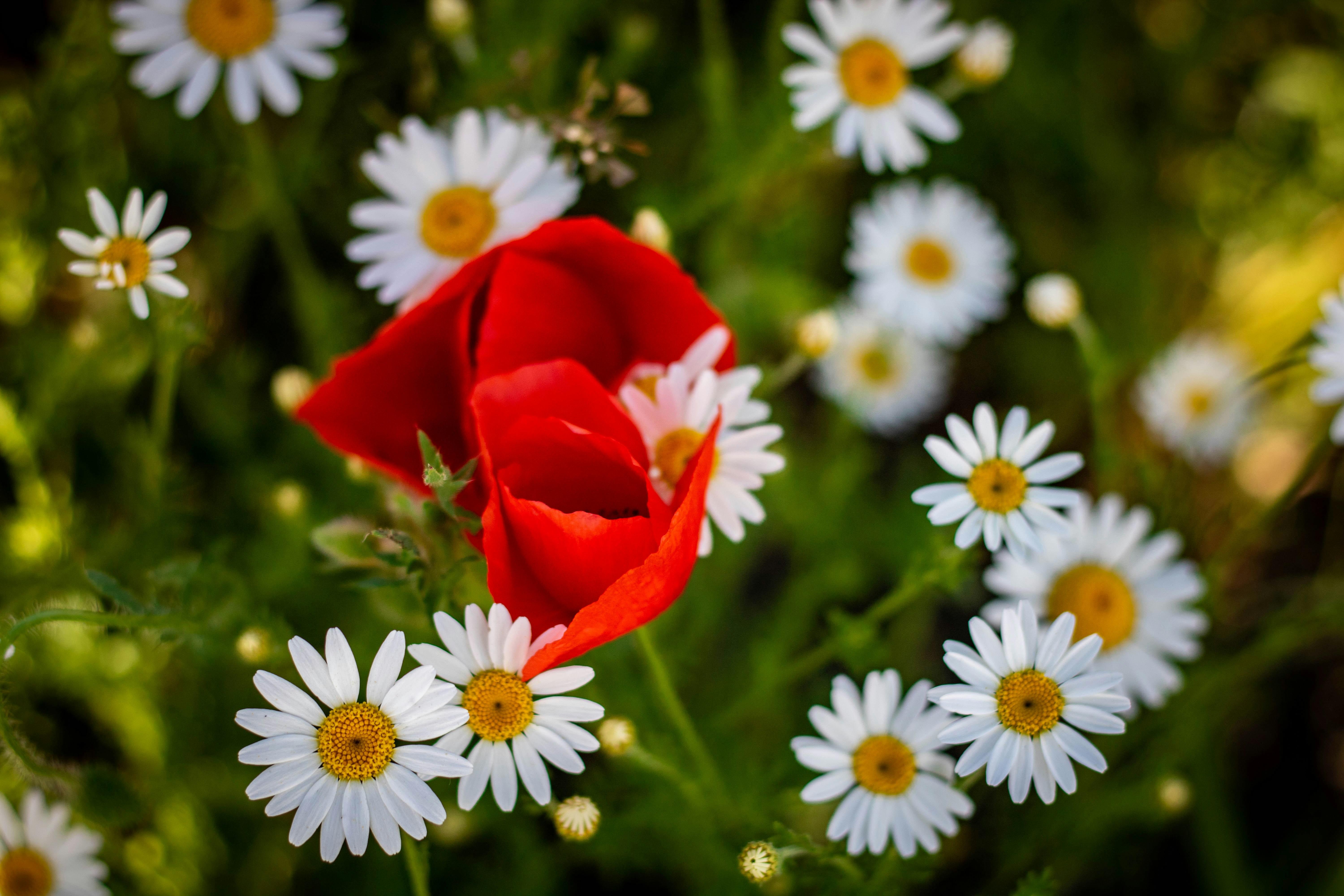 Photo by ovidiugruescu