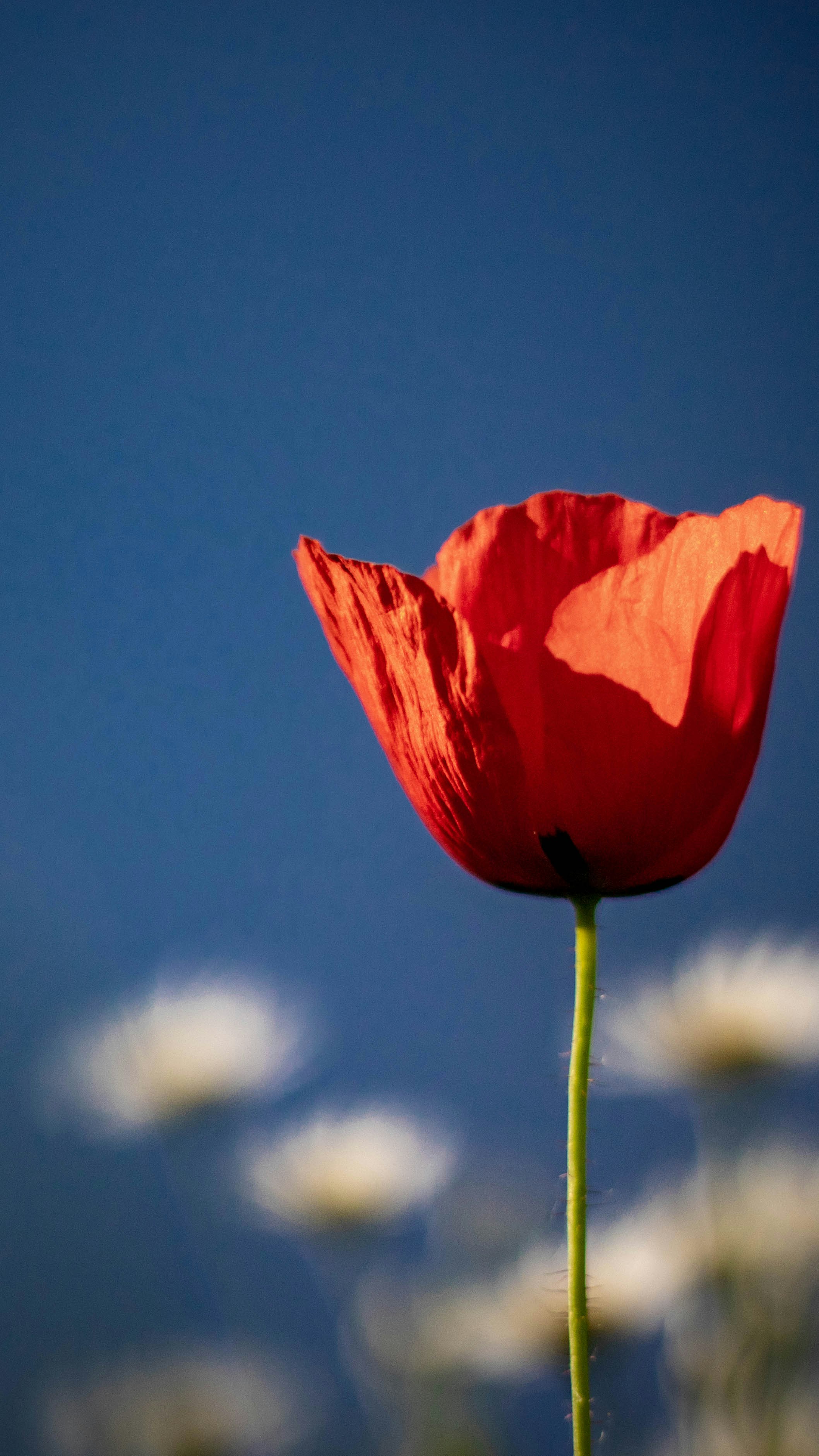 Photo by ovidiugruescu