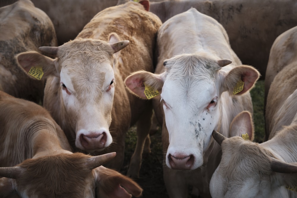 white and brown cow in tilt shift lens