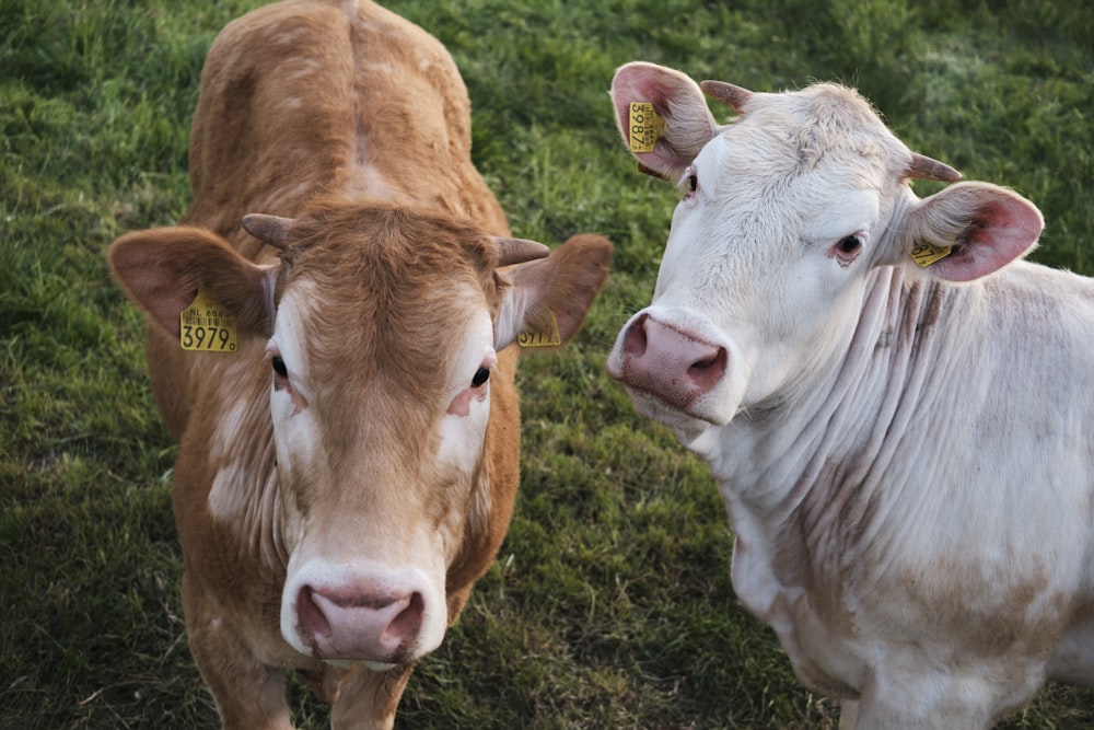 brown cow on green grass field during daytime