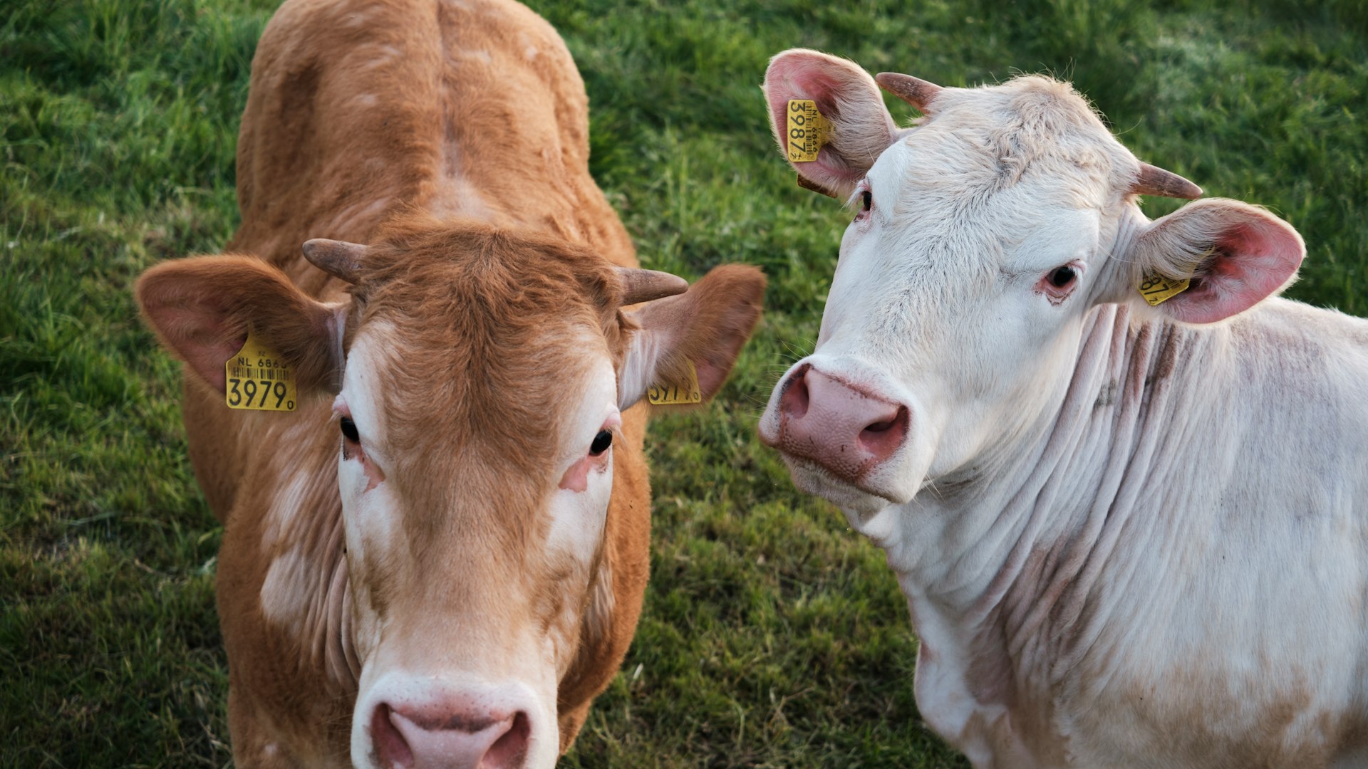 A cattle farmer feeding the herd