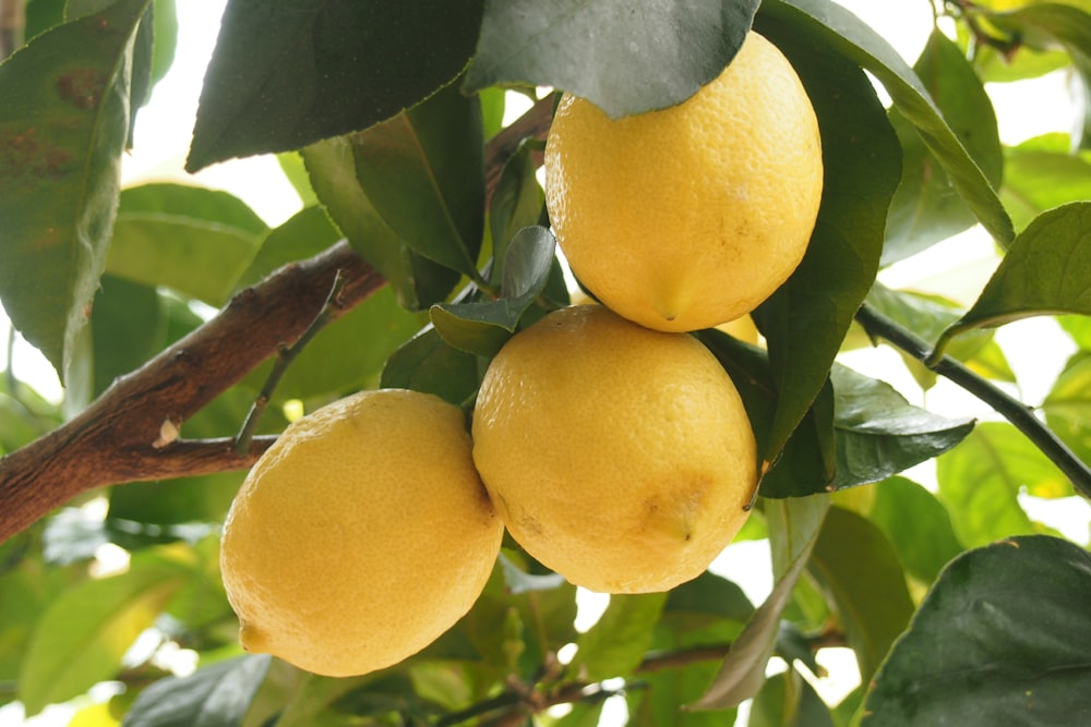 agrumes jaunes sur l’arbre