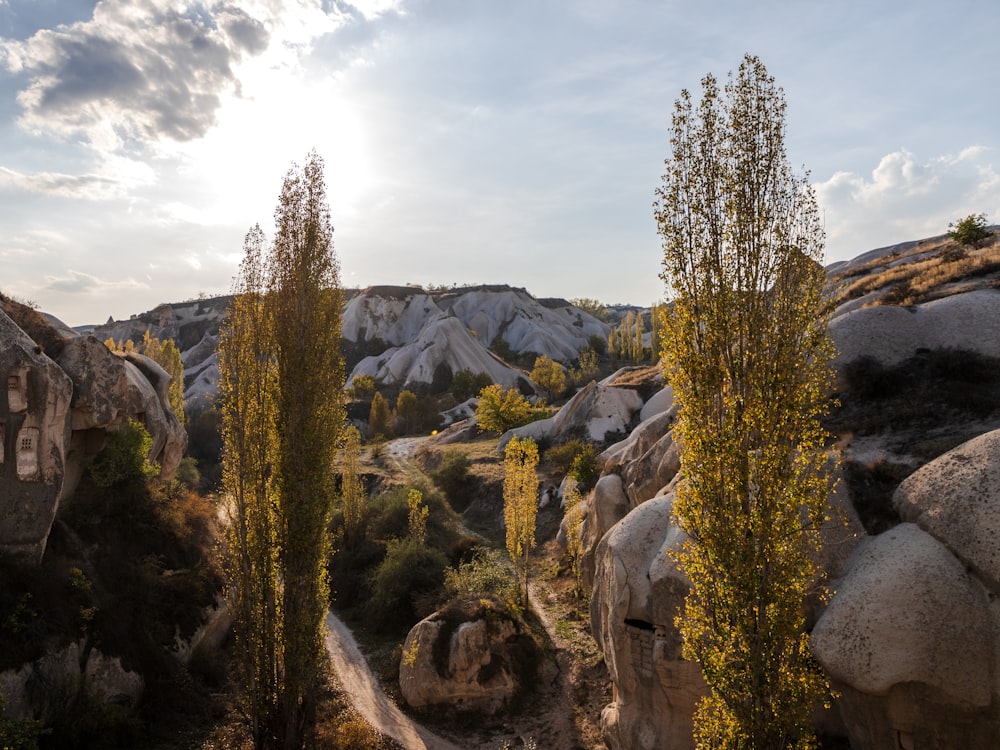 brown and green trees on mountain under white clouds during daytime