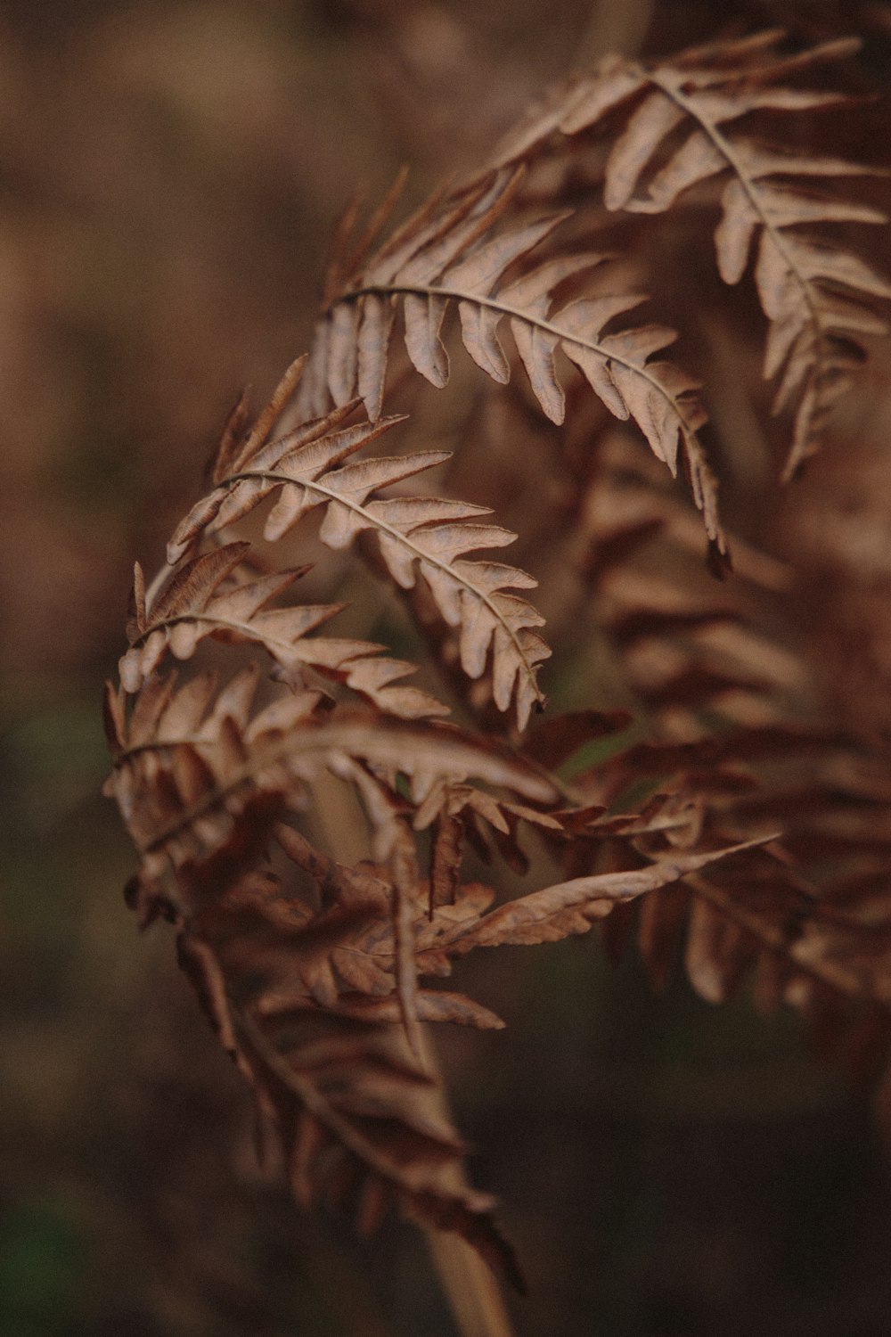 brown leaf in close up photography