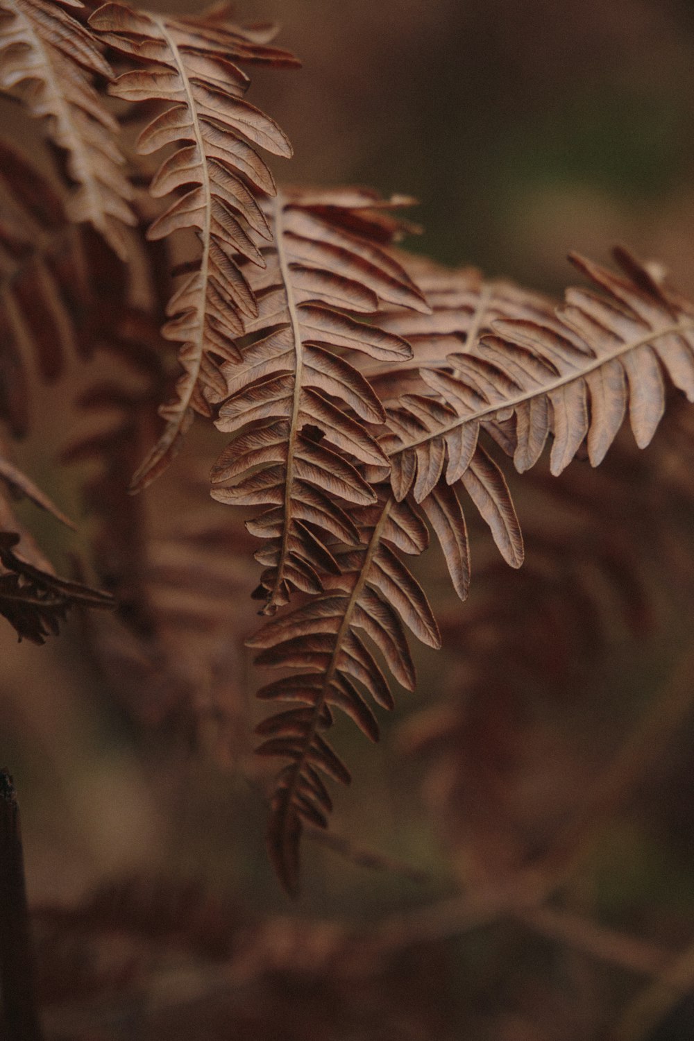 brown leaf in close up photography