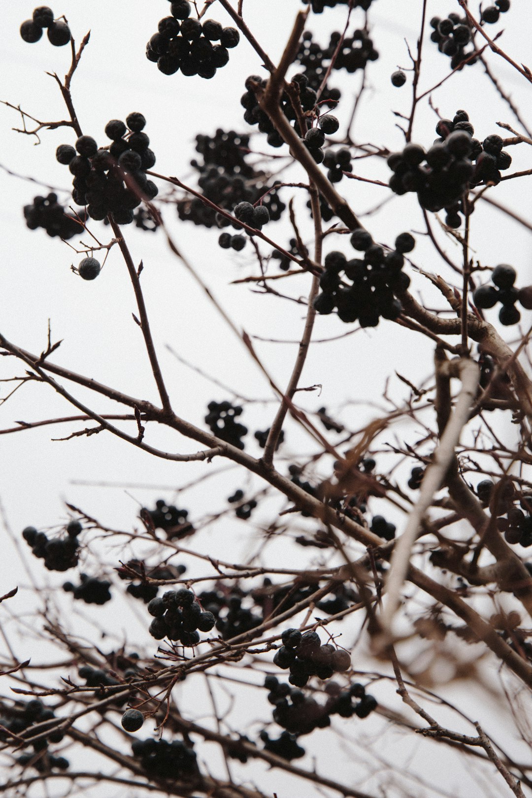 black round fruits on brown tree branch