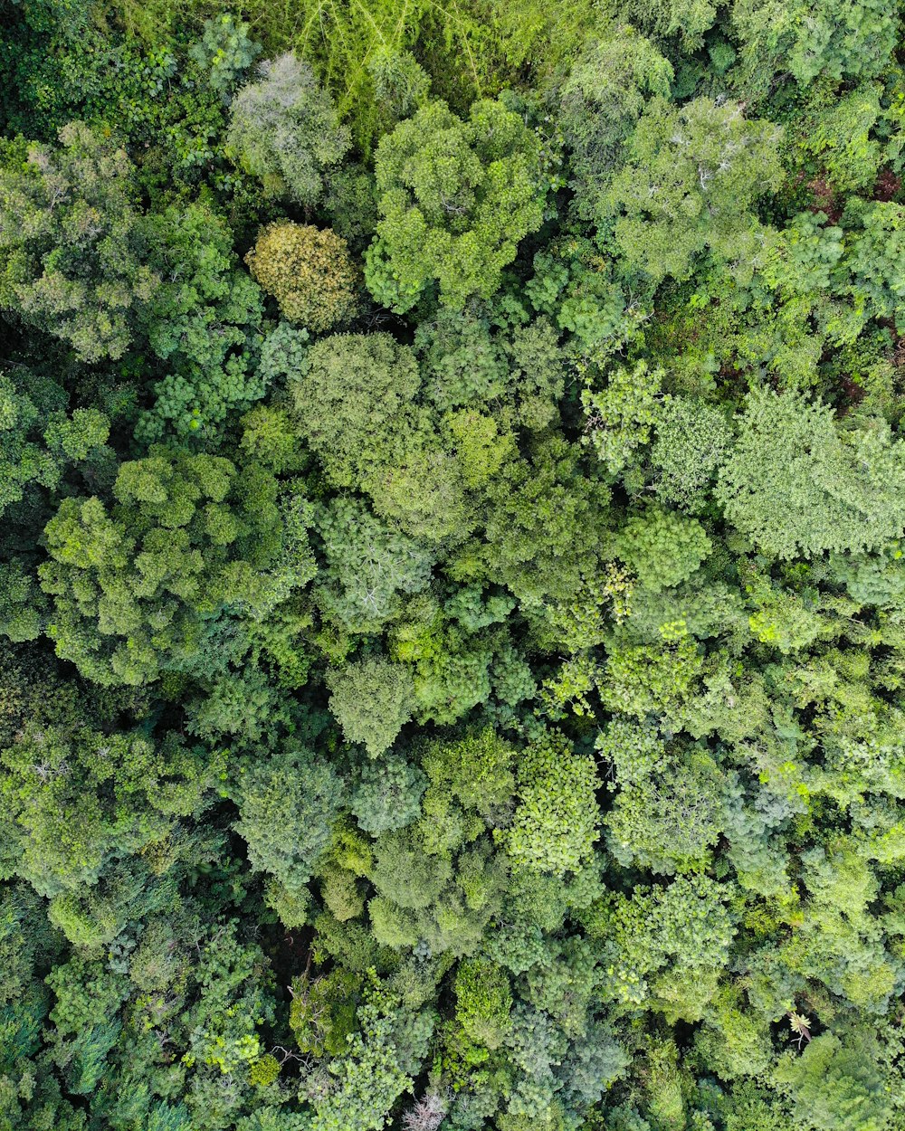 green and brown plant during daytime