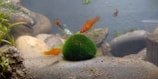 A small aquarium scene featuring several colorful fish swimming around a vibrant green marimo moss ball resting on a smooth rock. The aquarium is also decorated with other rocks and aquatic plants. The background is a muted blue-grey, giving an underwater atmosphere.