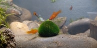 A small aquarium scene featuring several colorful fish swimming around a vibrant green marimo moss ball resting on a smooth rock. The aquarium is also decorated with other rocks and aquatic plants. The background is a muted blue-grey, giving an underwater atmosphere.