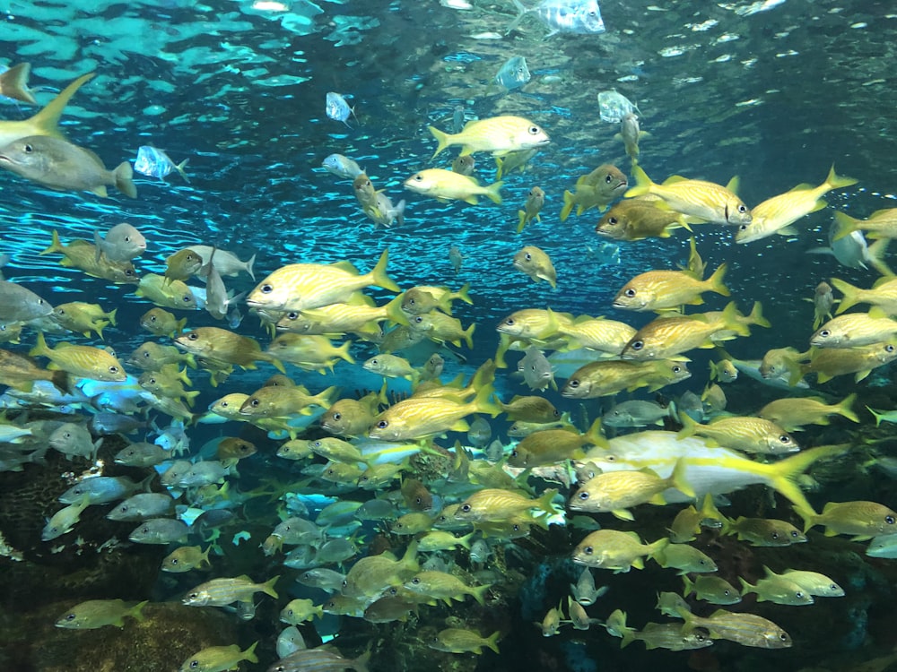 yellow and blue fish in water