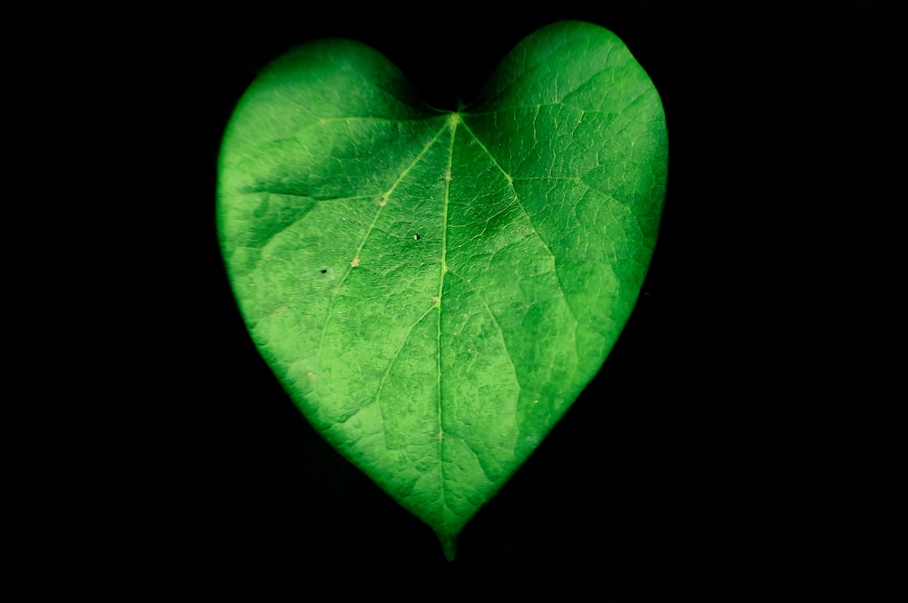 feuille verte sur fond noir