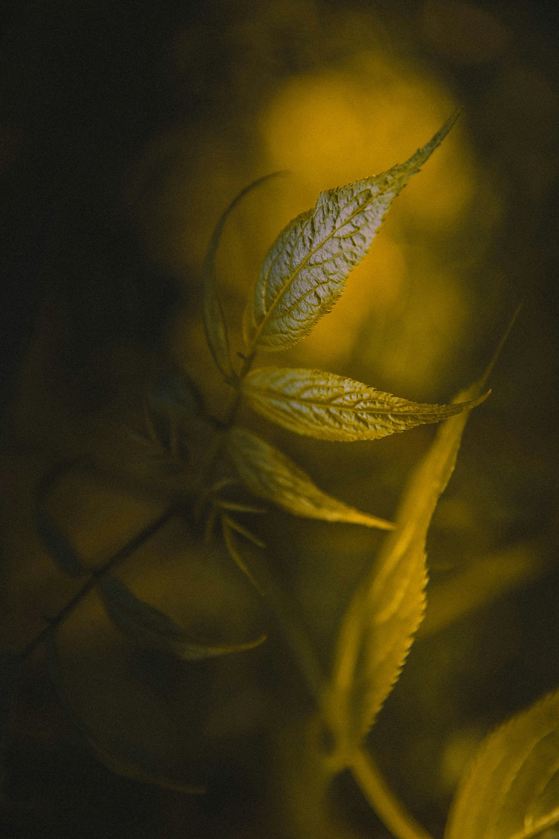 Photo by anna_safronova