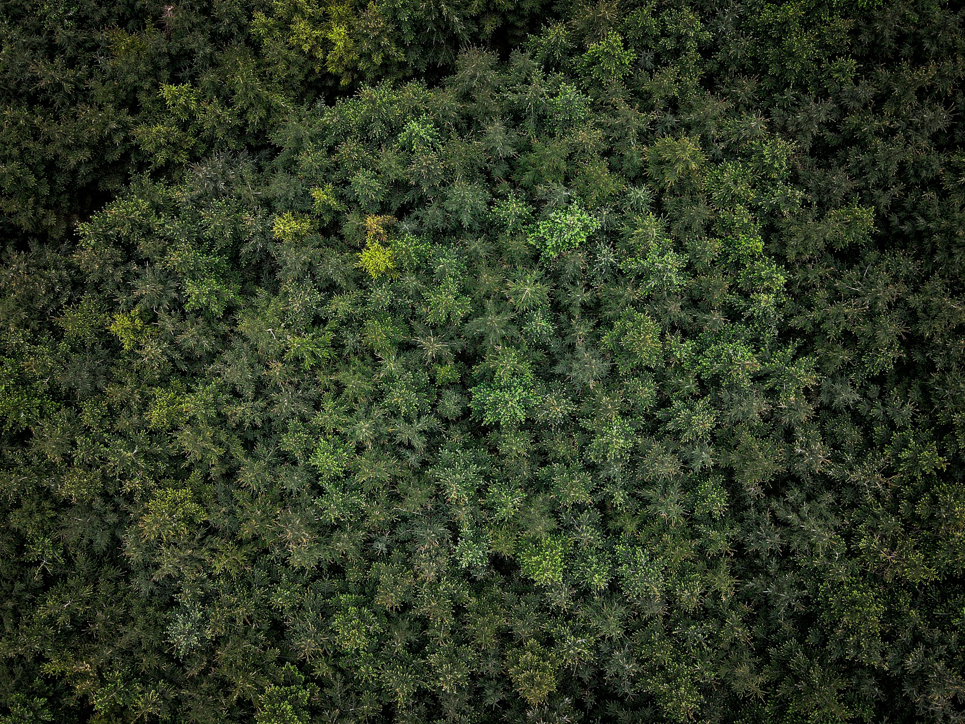 green leaves on brown soil