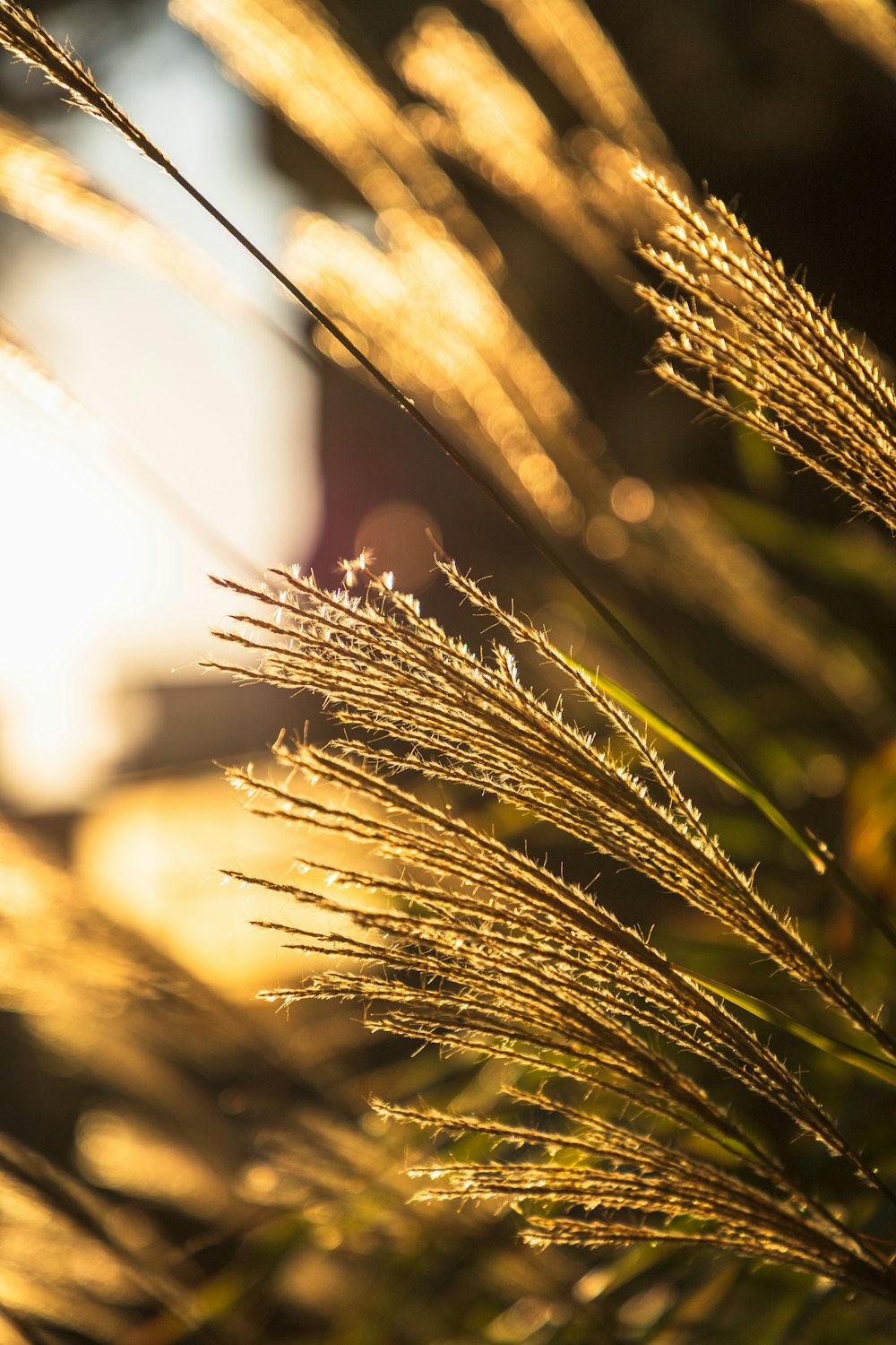 green wheat in close up photography