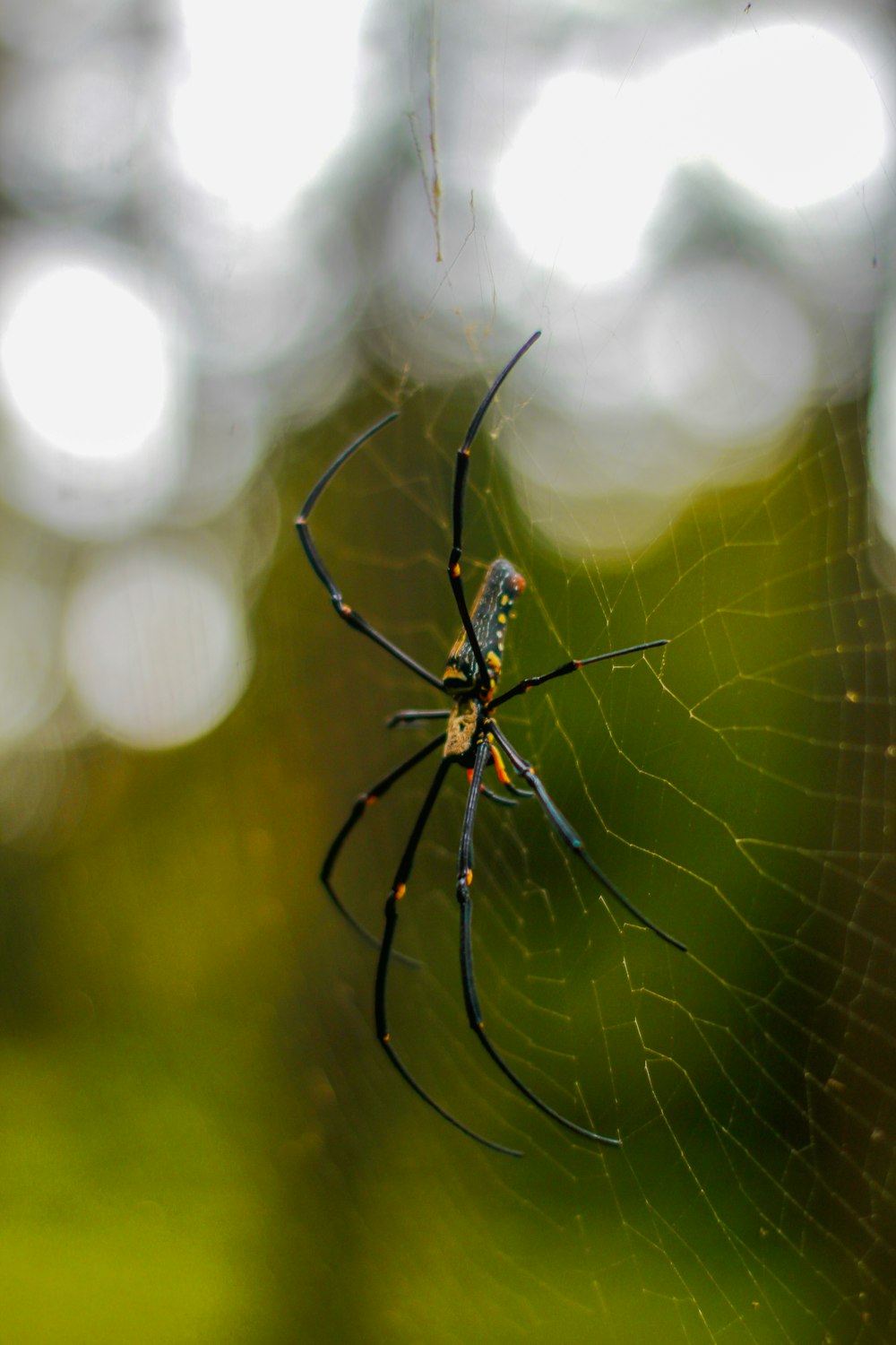 black and yellow spider on web in close up photography during daytime